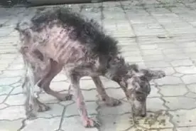 小伙收留掉光毛的哈士奇，长出毛后的二哈把他逗乐了，10万都免提图片