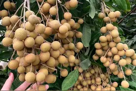 泰国龙眼分4个等级，如何区分等级的标准？现在价格行情如何？图片