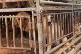 河北：怀孕拉布拉多被卖狗肉车，获救后绝望狗狗将新生小狗藏草地图片