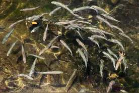 生命是自然产生的吗，为何人工挖的水池，不久就会有鱼？图片