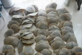 广东查获8吨鳞片，上万只穿山甲被“扒皮”，为什么黑市爱抓它？图片