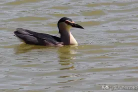 青州西门水库的水鸟图片