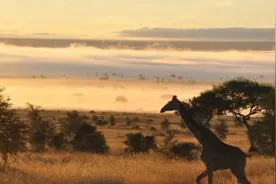 在自然界中，交配时间最长的动物是什么？图片