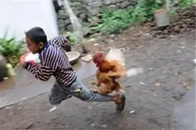 “惹不起”爷爷火了，看到孙子被公鸡啄了腿，第二天全家“吃鸡”图片