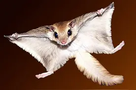 俗语“小寒节气到，山中寒号鸟叫”。你知道寒号鸟是什么鸟吗图片