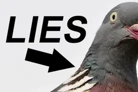 “鸟都是假的！”一个恶作剧，如今竟然令成千上万欧美民众迷惘了图片