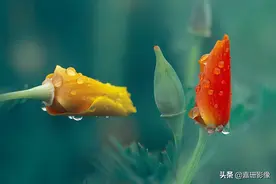 看看花容，听听花语2020年我镜头里的百种花卉图片