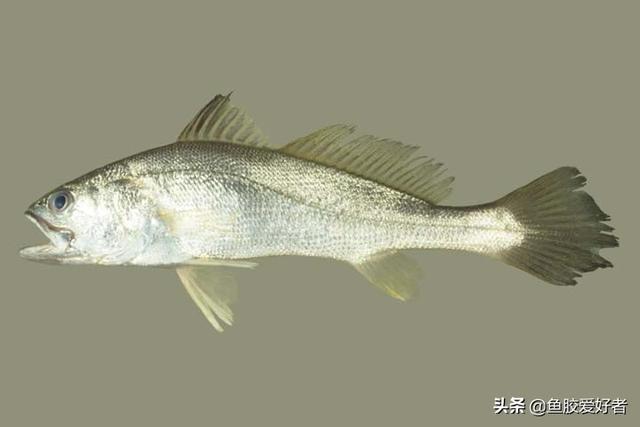 北海鱼胶和赤嘴的区别 2026年北海鱼胶和赤嘴鱼胶哪个好