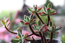 新手养多肉，记住基本操作“步骤”，多肉长势旺，越养越漂亮图片