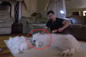 网友养了只萨摩耶，几个月后却“悲剧”了，养的还是狗吗？图片