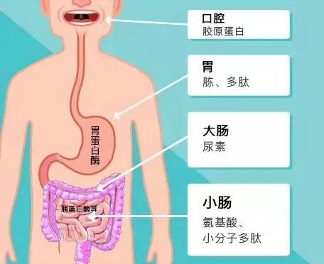 坚持吃胶原蛋白的效果 2026年坚持吃胶原蛋白的效果怎么样