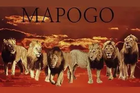 不朽的荣耀——雄狮坏男孩联盟图片