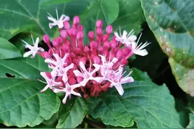 “冰川王子”为了国家揭露了这么多败类，为何不见有所响应？图片