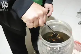 村长用几百只马蜂泡酒三年，龙哥脚崴了擦一擦，疗效杠杠的视频封面