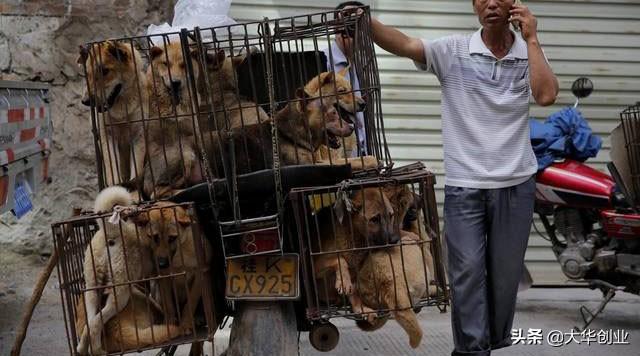6.21广西玉林狗肉节又来了，狗肉节应该废止吗？看看本地人怎么说