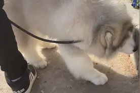 安徽：孩子出国读书，大叔忍痛卖狗：网上6000买，狗市3000没人要图片