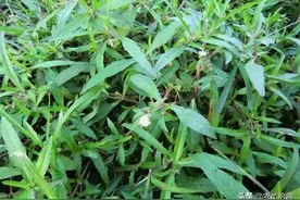 野草变仙草？以前无人种植，近一个月涨价4倍，很多人去采图片
