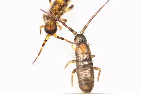 生态缸“老八”——跳虫图片