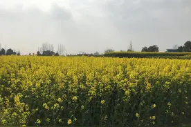 油菜籽价2.80-3.30元，创了价格历史！农民挣钱了吗？图片