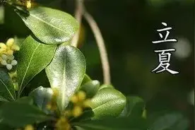 进入立夏之后，养生要点图片