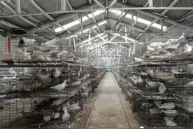 上蔡农民聂慧峰 致富路上“鸽”显神通图片