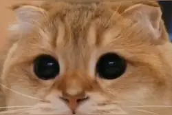 卡点狂魔！你真的不是一只仓鼠猫吗？图片