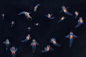 海天使：生活在极地，透明的身体长有翅膀，被人们视为好运的象征图片