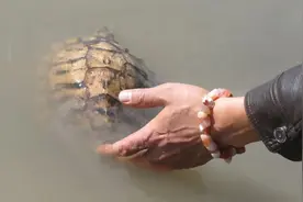 被放生的千年老龟一步三回头感恩放生者图片