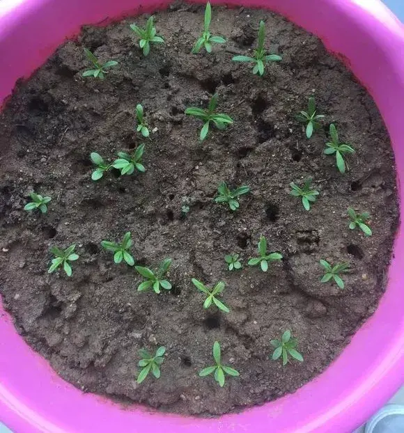 康乃馨注意5点，枝繁叶茂，花朵稠密，四季开花不断，美翻天