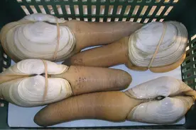 国外泛滥无人吃，20年前被引到我国，如今被大量养殖成高端海鲜图片