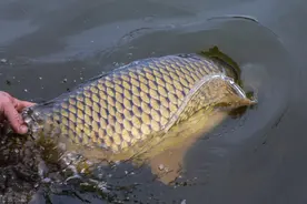 除了鲫鱼，还有入冬前疯狂摄食的鱼种，看完抓紧时间钓爆护图片