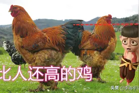 身高一米二的鸡，可以骑，味道好，还住着小别墅？图片