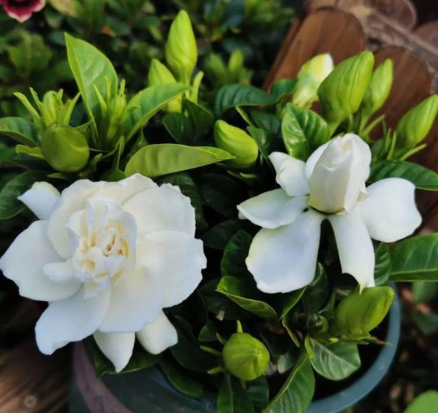 栀子花在室内养吗（栀子花不适合家庭养是你被坑了）