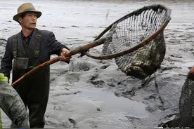 鱼塘淤泥种的农作物长得不好？了解淤泥再择种、管理，看老农咋做图片