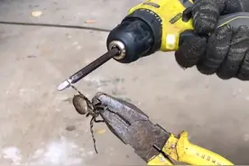 安徽一男子抓到只蜘蛛，用电钻抽蛛丝，“丝量”充足抽了二十多秒图片