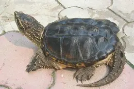 （让你两分钟弄清楚）北美小鳄龟和北美大鳄龟有什么区别？图片