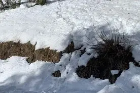 可怜！主人在雪地失温去世，身边两只狗狗的结局却完全不同图片