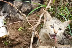 流浪猫屡次偷鸡，村民设下陷阱，4只小猫成诱饵，困死在孩子面前图片
