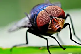 苍蝇为什么会把自己的头拧下来玩？无头苍蝇还能活多久？图片