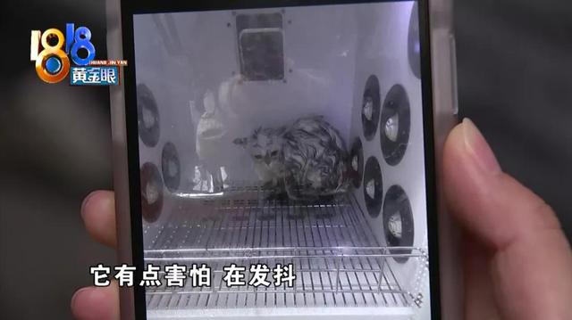 小猫死在烘干箱，是温度过高还是突发心脏病？