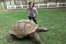 乌龟很少运动却最长寿，人是不是也应该少运动？科学研究告诉你图片