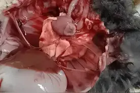 兔子死亡快，死亡比较多，咋回事？图片