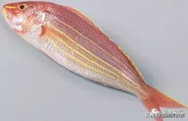 本港海鲜和外港区别 2026年本港海鲜和外港区别大吗