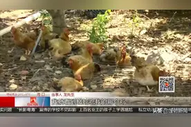 蟒蛇溜进莲雾园吃鸡 夏季高温防范“蛇出没”图片