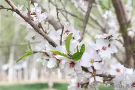 新疆"圣果"——巴旦木图片