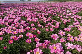 安徽亳州：白芍花开醉游人图片