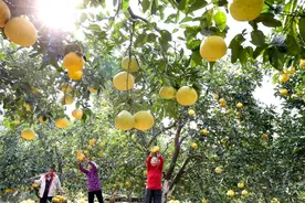 全国哪里的柚子最好吃？认准这5个柚子产地，看看有你的家乡吗？图片