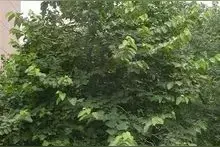 中药图片大全与功效图片