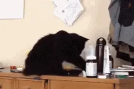 自从养了猫，我的脾气越来越好了图片