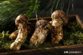 1000元一斤的松茸，凭什么被誉为国宴御菜，而且还上过央视纪录片图片
